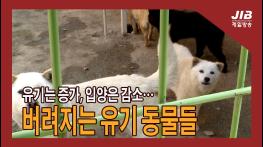 유기는 증가, 입양은 감소…버려지는 유기 동물들｜230320 기사 이미지