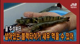 올 추석 살아있는 블랙타이거 새우 먹을 수 있어l 230920 기사 이미지